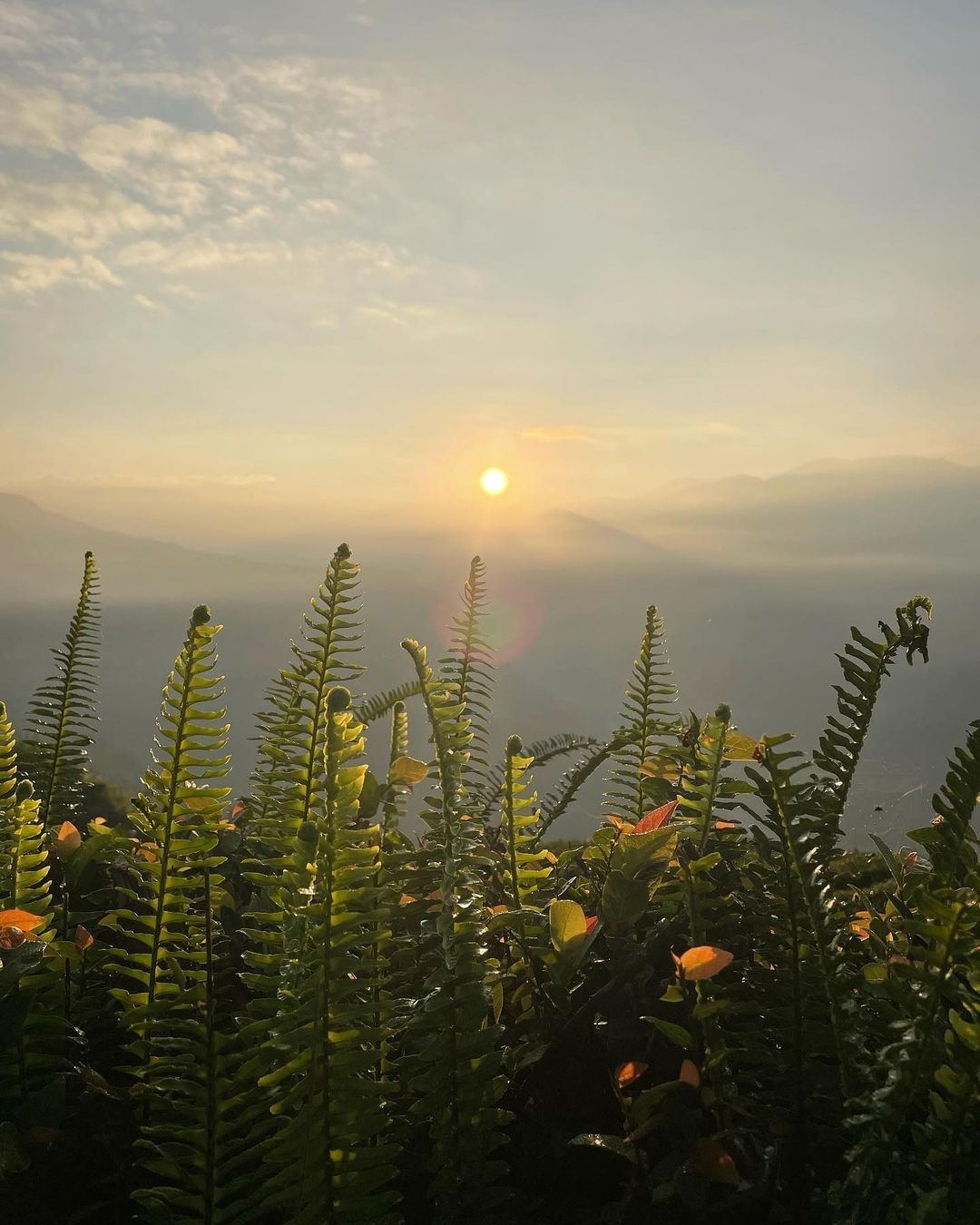 #遠距在家來看阿里山 #防疫不鬆懈 阿里山處處是美景就連一花一草一木，搭配夕陽或是搭配日出、雲海就能有不同的美（感謝  @mike...