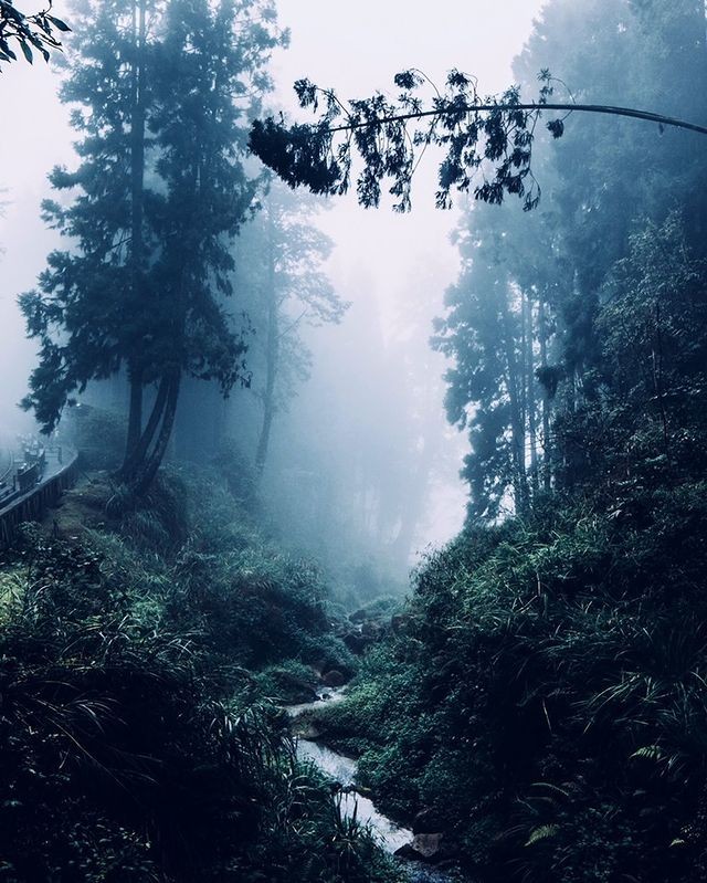 #在家來看阿里山 或者 #戴上口罩再去玩 ‍♂️霧氣繚繞的森林除了神秘感外也多了層不一樣的美感（感謝 @alpinealvin 分...
