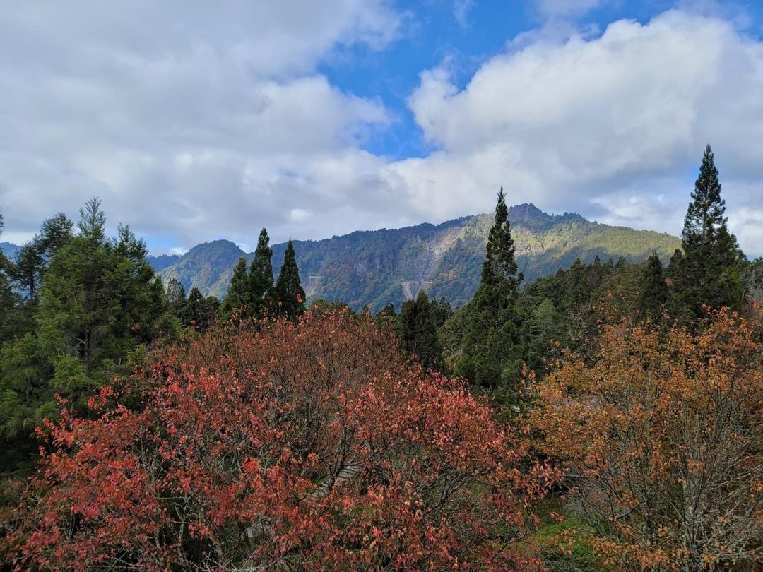 #遠距在家來看阿里山 #防疫不鬆懈 阿里山楓紅的季節雖然已經過了最美時間點但還是可以看得到楓紅唷（感謝  @dani_viaggi...