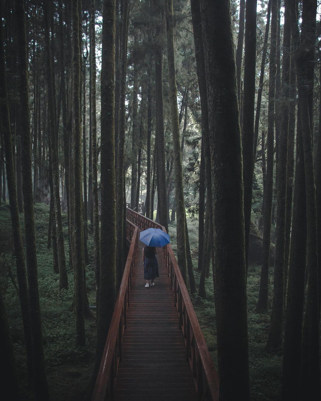 秋高氣爽，到山裡感受更明顯的溫差，沉浸雲霧繚繞裡~照片授權 @elton_e05 -⠀歡迎在您的貼文 #travelalishan...