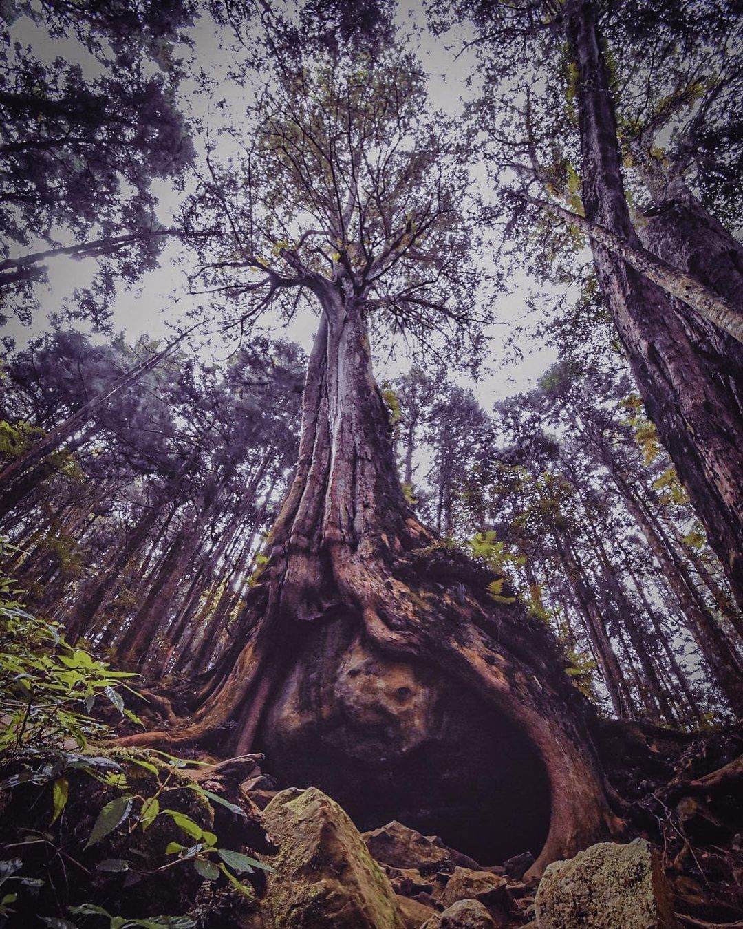 #遠距在家來看阿里山 #防疫不鬆懈 當有不開心或難過時，找不到人傾訴那就來找樹洞爺爺吧他會將你的負面情緒收走，重拾笑容（感謝  @...