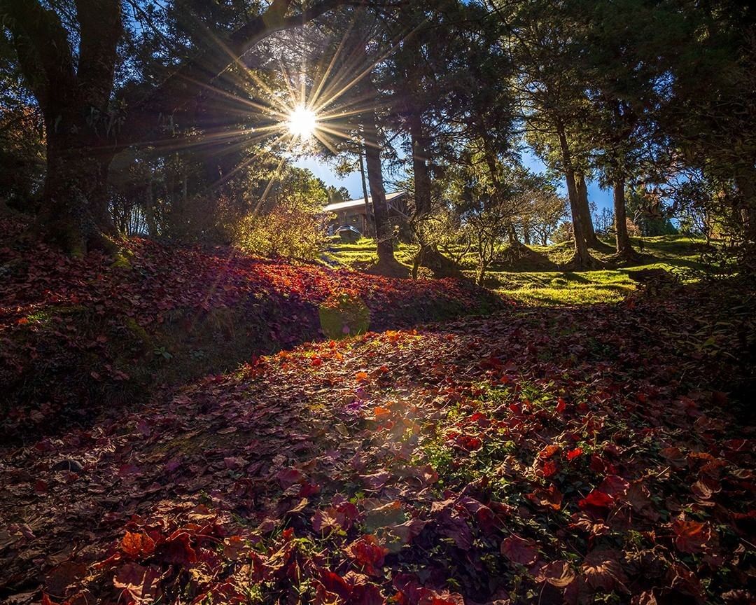 #遠距在家來看阿里山 #防疫不鬆懈 滿滿的楓紅落葉你有把握今年的賞楓季節來到阿里山嗎（感謝  @travelneverlate  ...