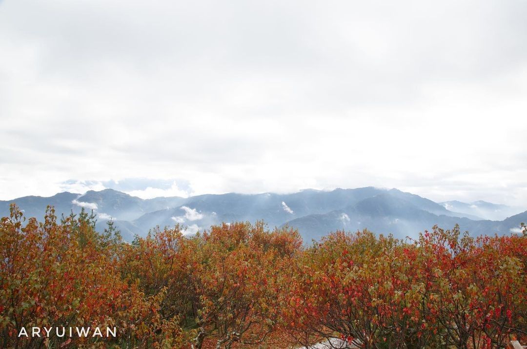 #在家來看阿里山 或者 #戴上口罩再去玩 ‍♂️美到再一篇！錯過等明年阿里山僅有在這短短兩三周的時間會被無數楓葉染紅還沒賞到如此美...