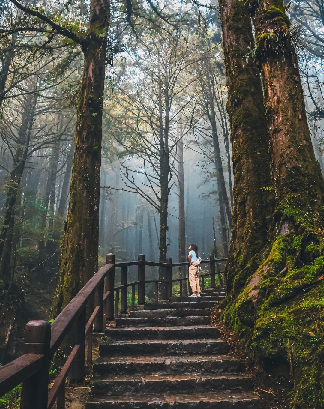 令人屏息的森林之美照片授權 @_have_faith._andy-⠀歡迎在您的貼文 #travelalishan 或 @trave...