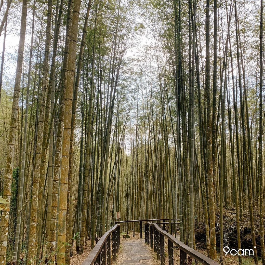 迷糊步道平緩好走的迷糊步道，優美多樣的風景也深受大家喜愛照片授權 @kuanta.ho -⠀歡迎在您的貼文 #travelalis...