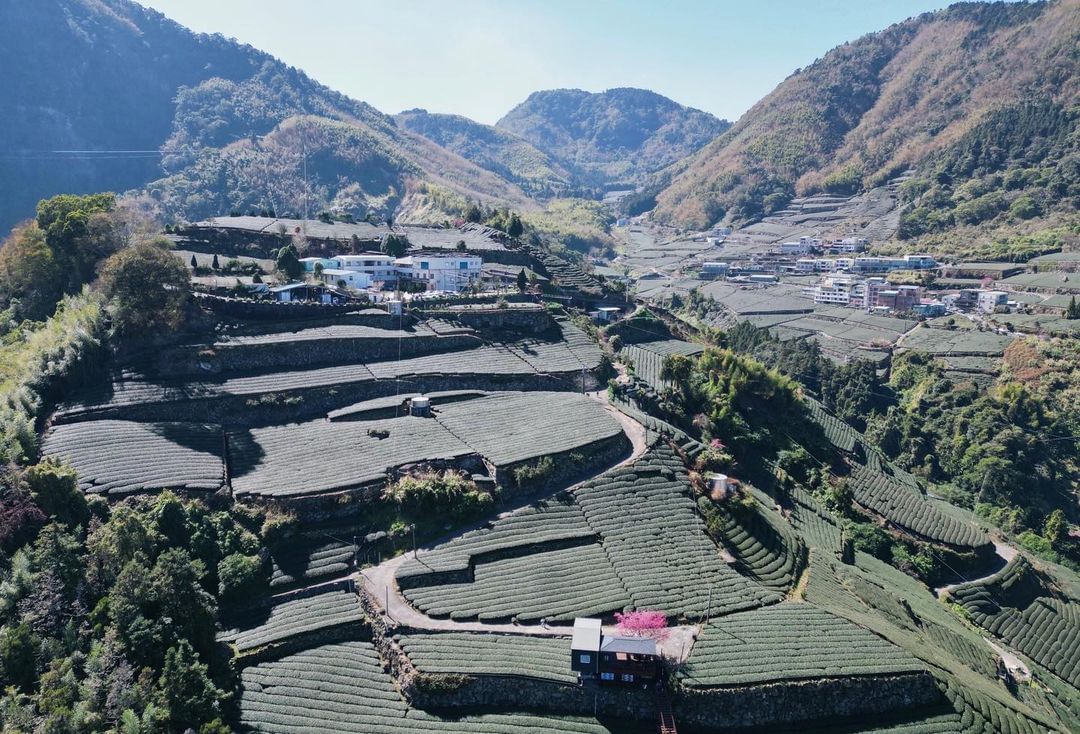 阿里山風景區範圍裡不少地區種植茶，雖然同為阿里山茶，卻能品出一種在地味「山頭氣」，不同的地域、不同的山、不同的土壤與水源，還有製茶...