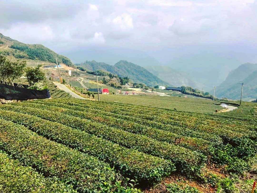 #遠距在家來看阿里山 #防疫不鬆懈 綠油油的茶園暖洋洋的心情（感謝  @tompj  分享美照）-⠀①【防疫踏步走】 口罩戴好｜洗...