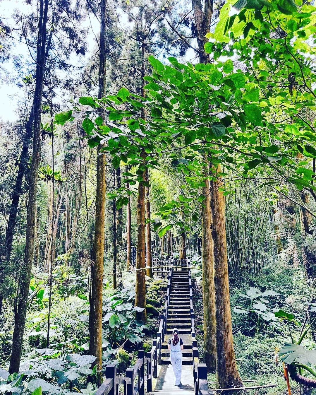 來過奮起湖很多次，卻沒有走過這裡的森林步道就太可惜啦~不論是走北側步道登高眺望奮起湖聚落，或是走南側杉林棧道，都會讓人再次愛上奮起...