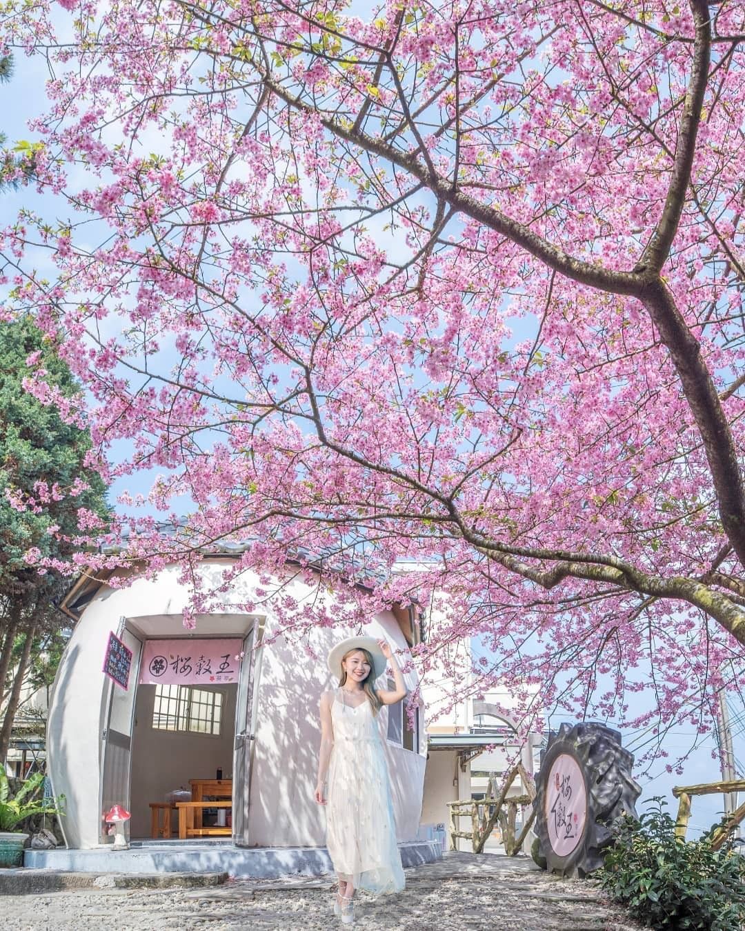 這個角度讓櫻花鋪滿整個天空私心也想讓版面充滿粉色（感謝 @tw.lian_yu  分享美照）-⠀歡迎在您的貼文 #travelal...