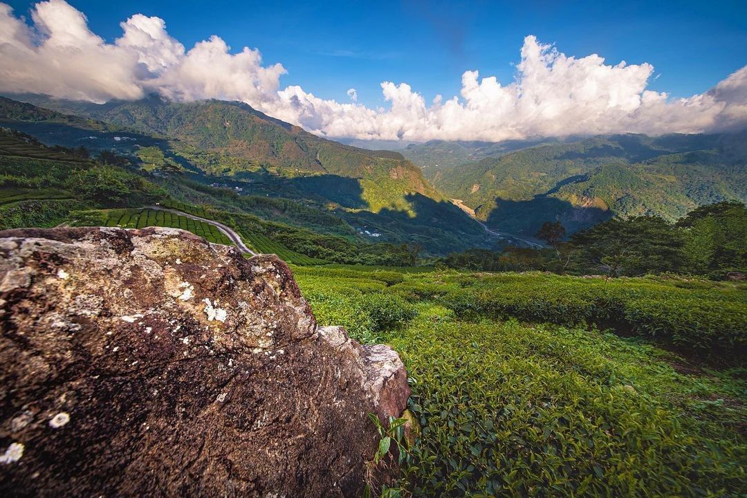 茶園綠是阿里山的代表色還有一種綠是山景的組合(編os.為了形容不同的綠，傷點腦筋)（感謝 @su_jpg 分享美照）-⠀歡迎在您的...