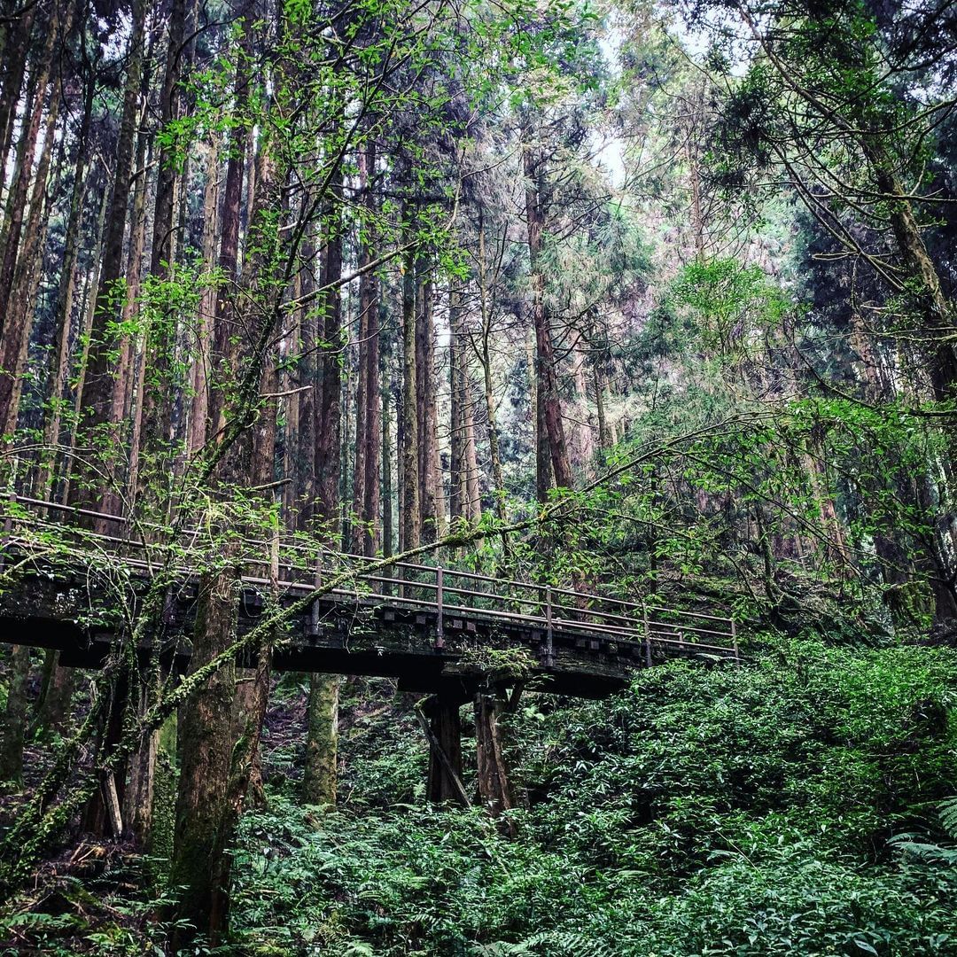 超級熱門的特富野古道有著秘境般的森林畫面照片授權 @v_life_odyssey -⠀歡迎在您的貼文 #travelalishan...