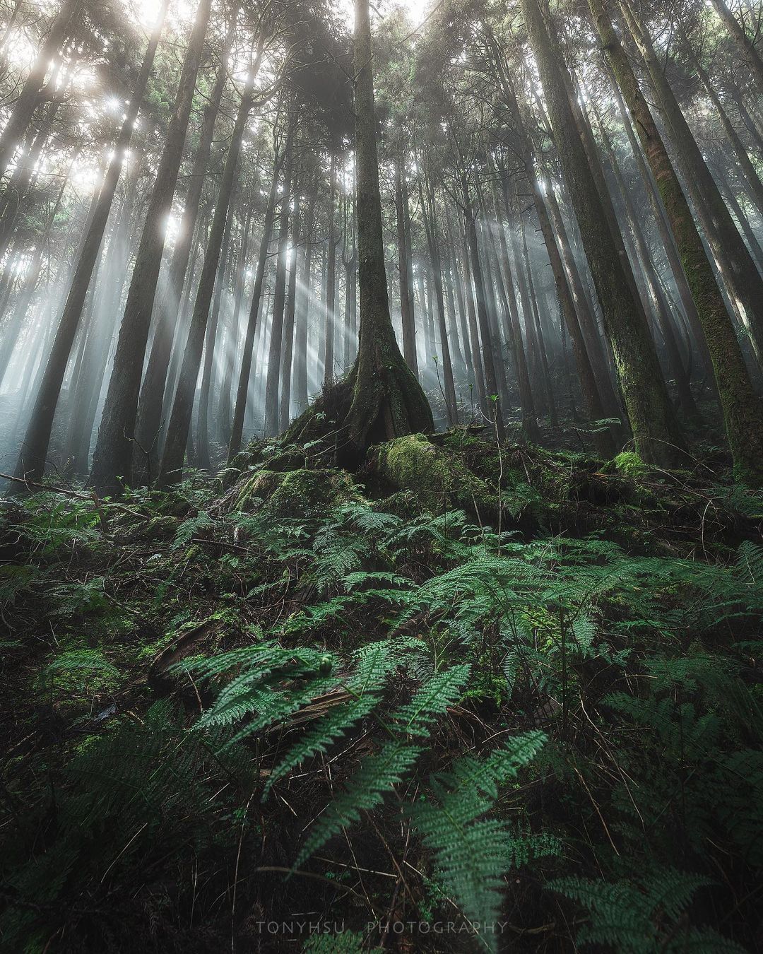 特富野古道一隅，有時候生活中有些苦悶，走到戶外看到這樣的森林，是不是能一解憂愁呢照片授權 @tonyhsu.613 -⠀歡迎在您的...