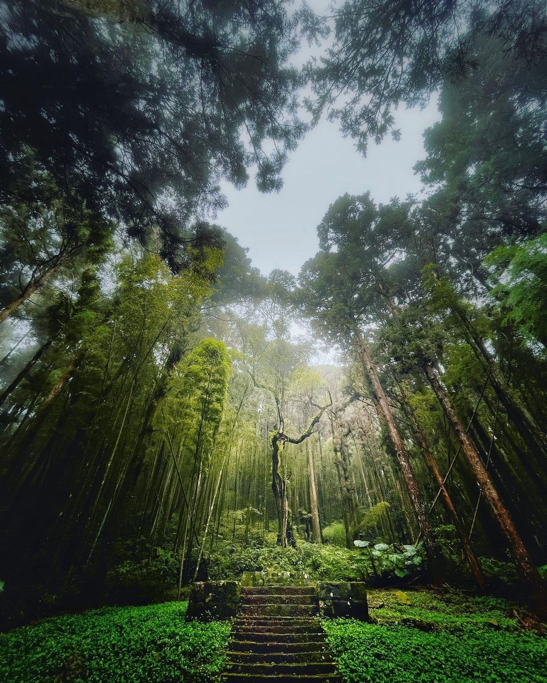 奮起湖神社遺址彷彿藏身在深山裡的秘境，奮起湖神社當時是供奉日本皇室的祖神「天照大神」，神社輪廓已不復見，僅存基台、石階、石牆等遺跡...