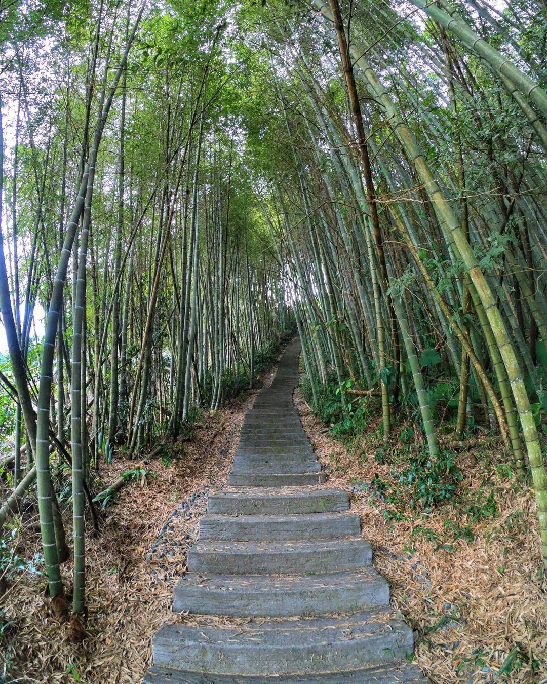 喜歡到山林裡的朋友，總有好幾張不知道是哪個步道的竹林照片授權 @yaonick8585 -⠀歡迎在您的貼文 #travelalis...
