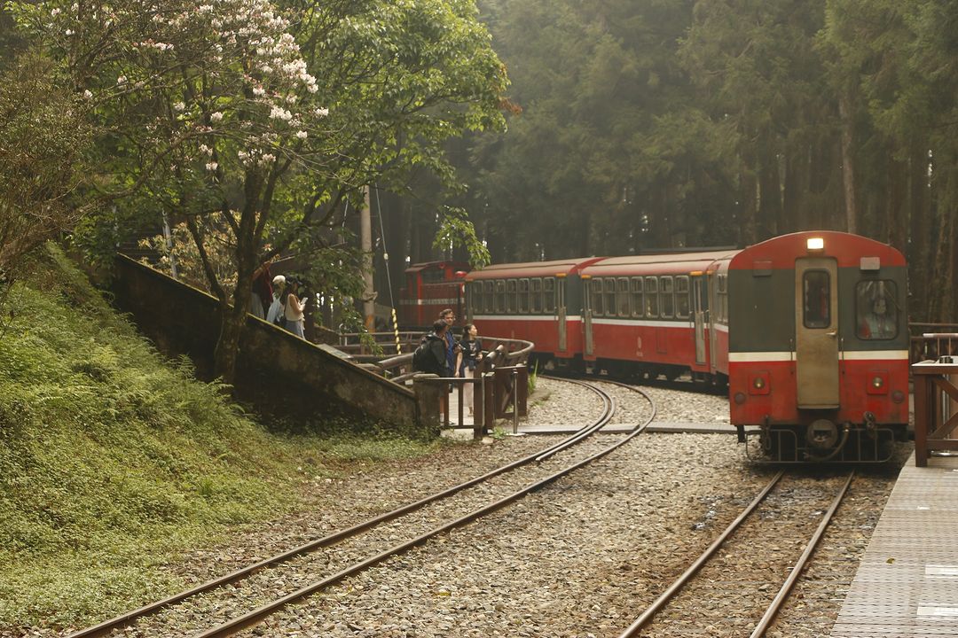 阿里山小火車的主線太熱門，搶不到車票嗎？也可以在園區裡搭乘支線，在森林裡穿梭，望著窗外風景，放慢心的節奏感謝 @paviphoto...