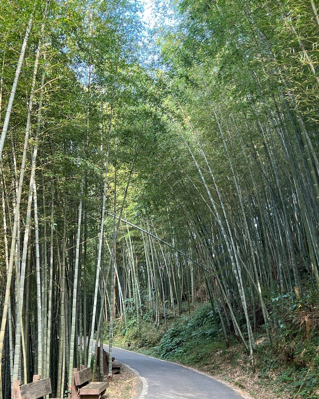 來瑞里的綠色隧道走走吧！陽光灑下來，整片竹林超夢幻！來這裡散步，感覺整個人瞬間被治癒～超適合週末來放空、放鬆！-⠀歡迎在您的貼文及...
