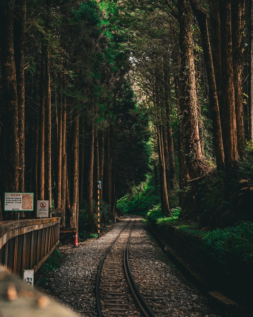 阿里山森林鐵路是我們珍貴的寶藏，承載著歷史故事，全線海拔落差超過2400公尺，一路攀升穿梭熱、暖、溫三個林帶，是全世界最值得去(體...