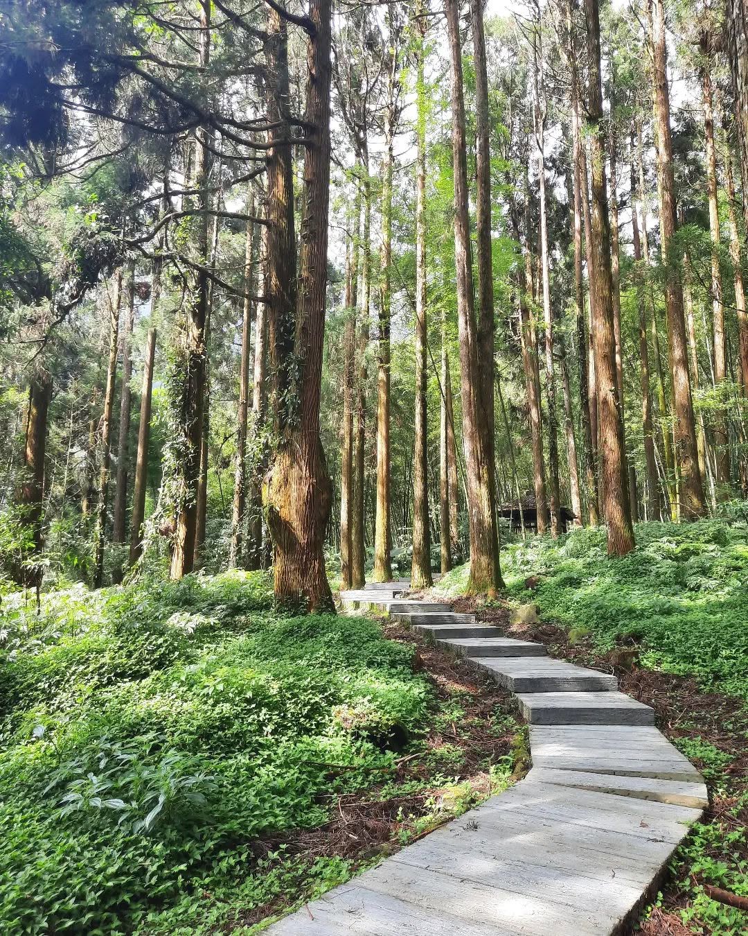 奮起步道繞上奮起湖北側的步道，同樣享受森林裡的療癒，不同於南側步道的是，這個方向可以眺望奮起湖聚落與鐵道，感受一份山城的靜謐，一份...