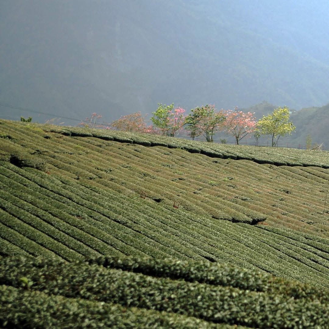 阿里山茶園間點綴著兩三棵盛開的櫻花樹粉色花瓣輕舞在茶香縈繞的山野間，照片傳達出一種寧靜期待櫻花季節的到來～感謝 @julie.tr...