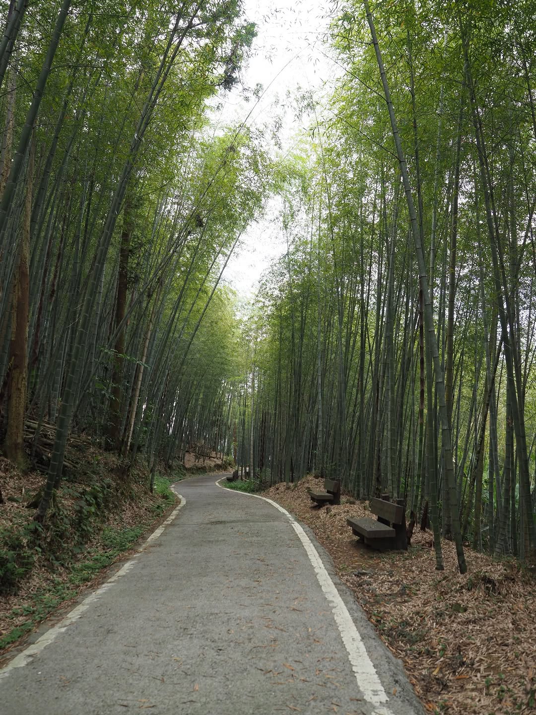 人多的地方不要去，欸～讓小編解釋一下！春節走春想往山區走，但又擔心阿里山公路塞車推薦大家可以往西北廊道~像是綠色隧道、太興岩步道、...