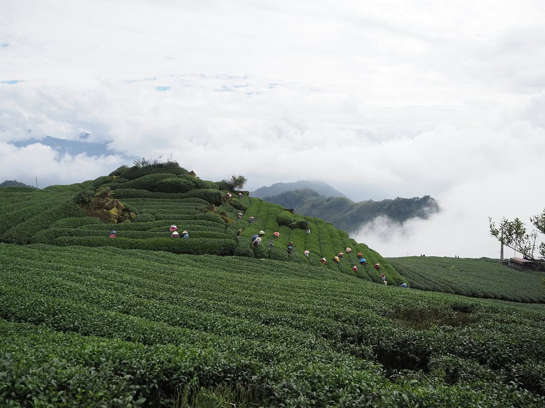 年節的悠閒時光，來阿里山茶園小憩，茶香滿盈，新春更添暖意-⠀歡迎在您的貼文及限動 #travelalishan 或 @travel...