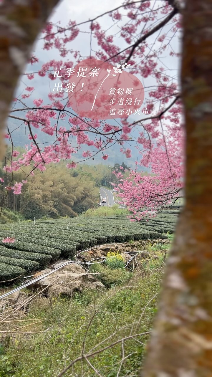 追櫻馬拉松 .ᐟ.ᐟ 花開正是時候，周末出遊好日一連串踩點或是定點周邊遊都可以！❀ 中興製茶所❀ 石棹櫻之道❀ 頂湖步道入口 (櫻...