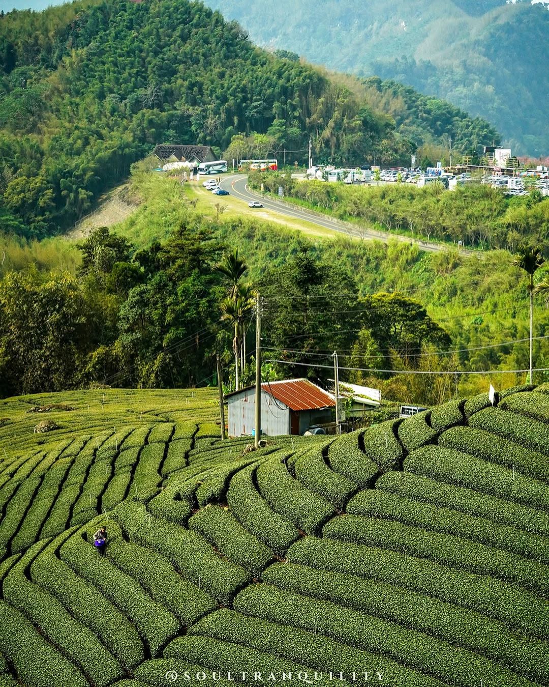 以群山為背景，道路旁綿延的茶園，構成一幅山上日常的景色，總是喜歡攝影師們拍攝出不同溫度的畫面你的旅途中，有拍攝到一張自己特別喜歡的...
