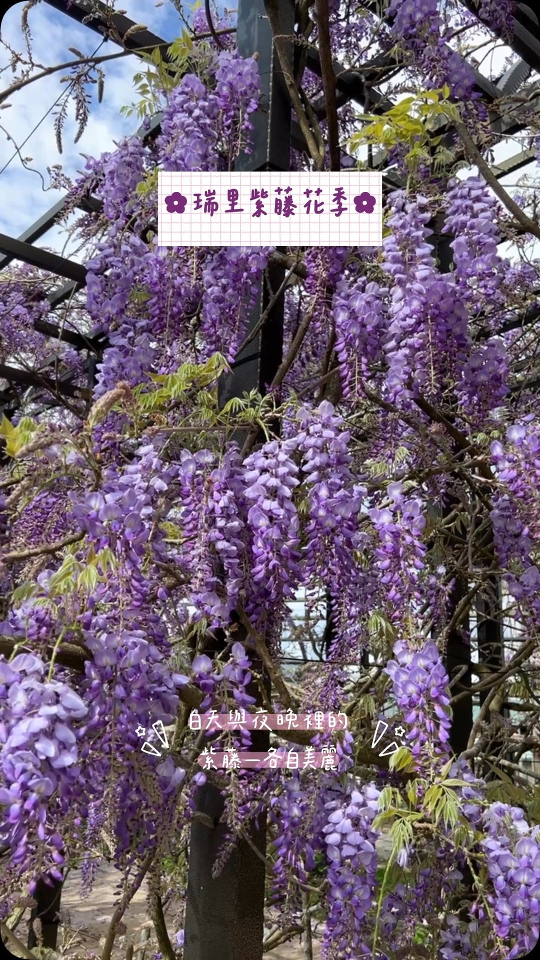 從白天蔓延到夜晚的芬芳～春暖花開從瑞里紫色山城開始王鼎茶園民宿-紫藤花公園茶壺停車場青葉咖啡莊園阿漢的家阿喜紫藤瑞里小公主瑞里印象...