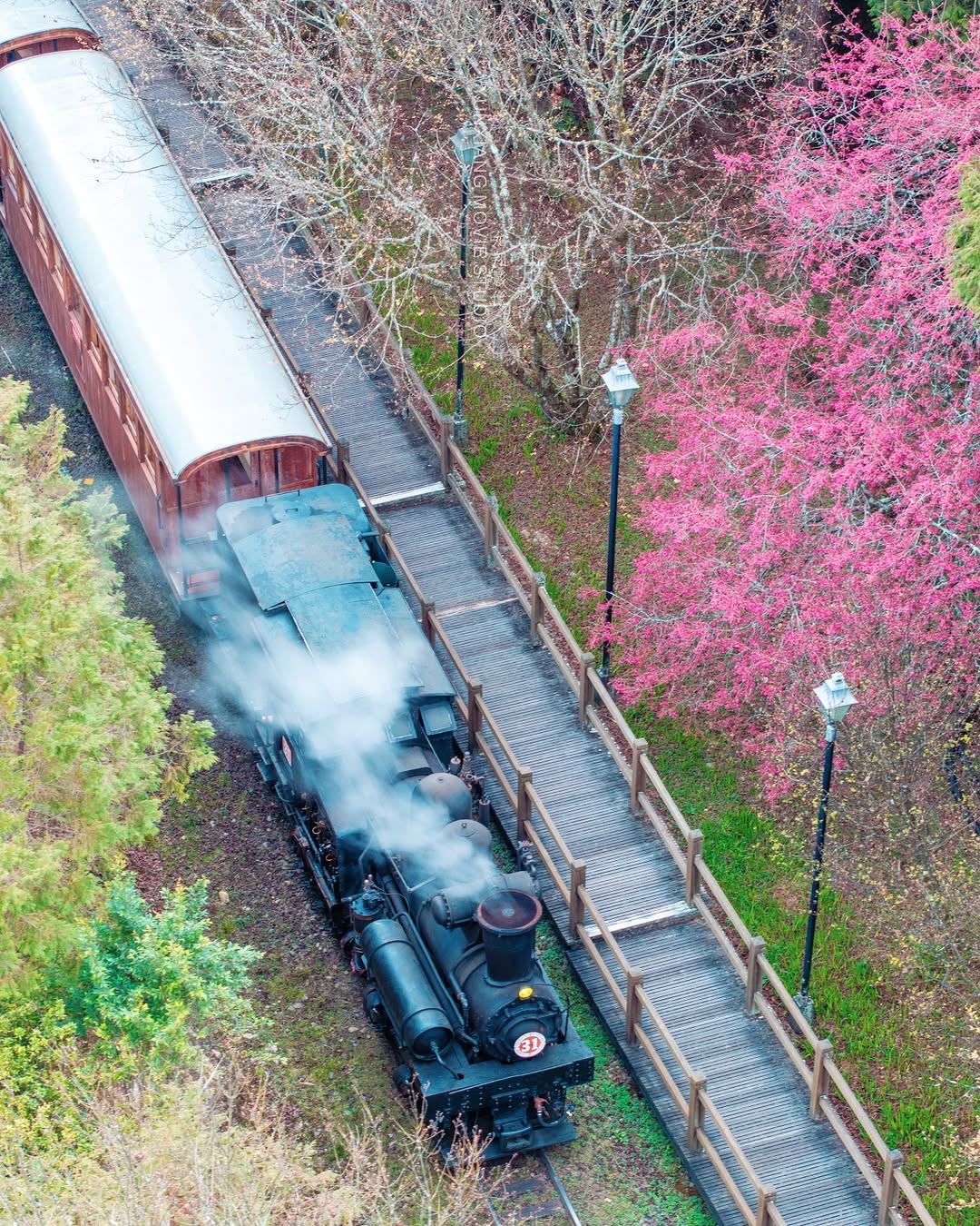 蒸汽火車頭+檜木車廂+季節限定 .ᐟ.ᐟ櫻花瓣隨著列車飛舞～一波又一波綻放每個山頭都有屬於他的色彩大家周末愉快！( 空拍經合法申請...