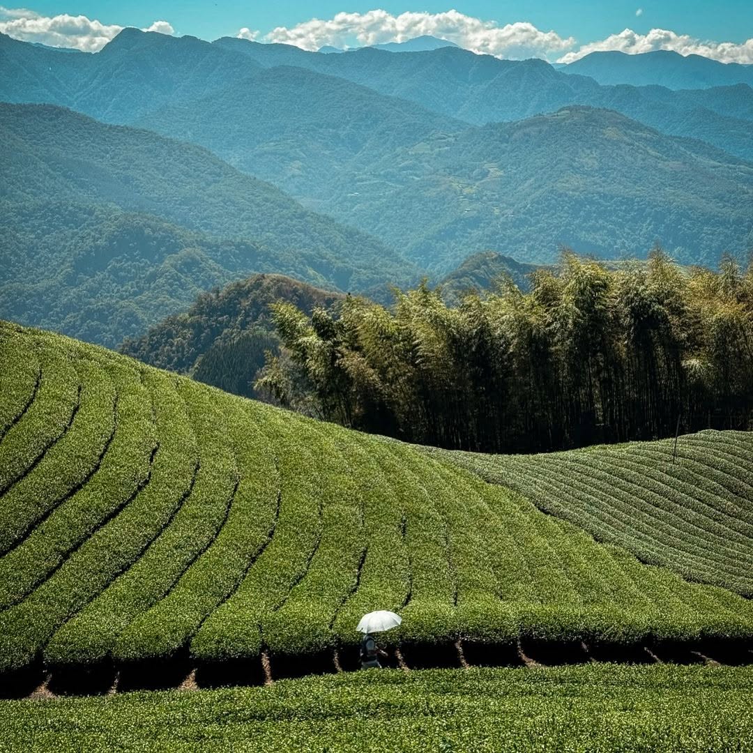 週一先送阿里山養眼的風景療癒一下綠油油的茶園，層層堆疊的綠山，希望大家看了有好心情感謝 @surpassrongrong 分享美照...