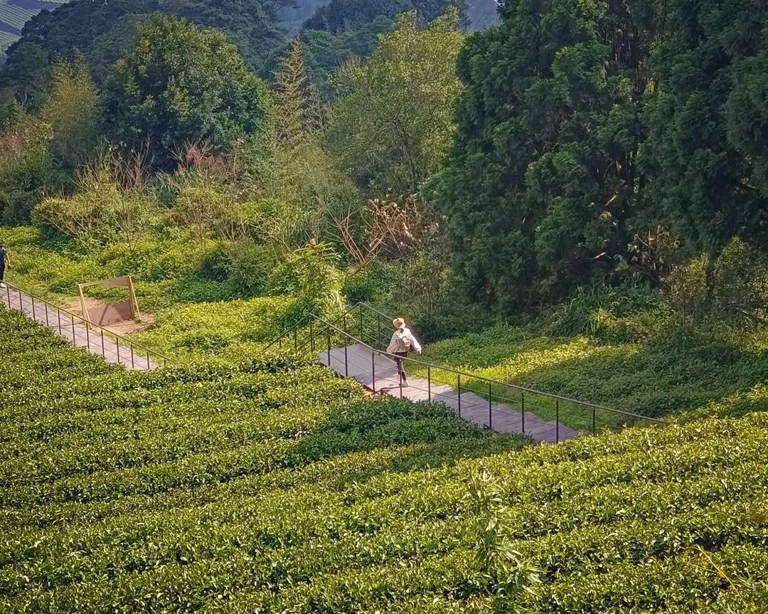 陽光交錯映照著茶園與旅人身影一個熱門景點藏著隱藏版的茶園視角！說出景點會有一種「阿~原來是那裡！」還是有熟門熟路的山粉已經認出來了...