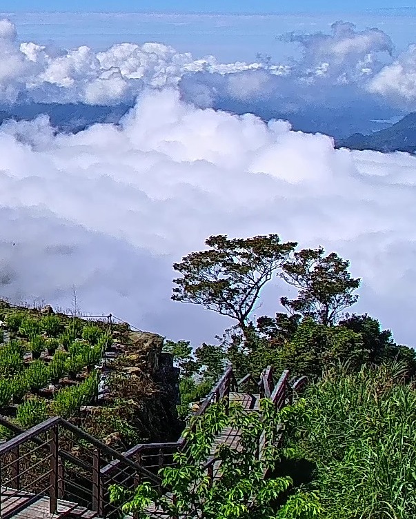 今日景色是藍天版本的雲海 .ᐟ.ᐟ.ᐟ☁️☁️這個月份還有雲海可以看這個月份路上還能看到曬茶的畫面二延平步道下過雨的山裡，多了一股...