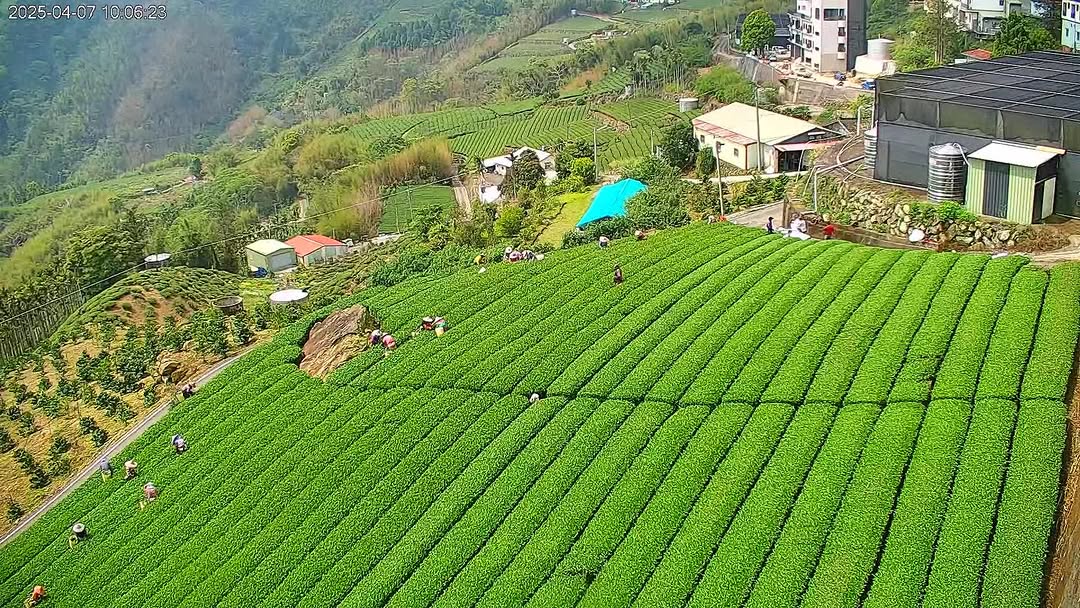 又到了春茶採收的時候～一連串不間斷的製茶過程，你會看到採茶人的身影，茶農家門口埕鋪滿茶菁，小編私心覺得最療癒的是，製程到了殺菁(炒...