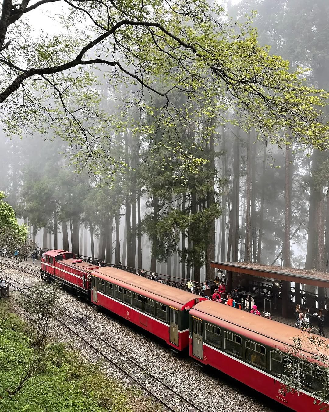 樹林間的霧氣，總讓人目不轉睛，就想好好捕捉那仙氣氛圍阿里山花季即將進入尾聲，但不影響山林裡的生氣勃勃～光是感受高大樹木的生命力，就...