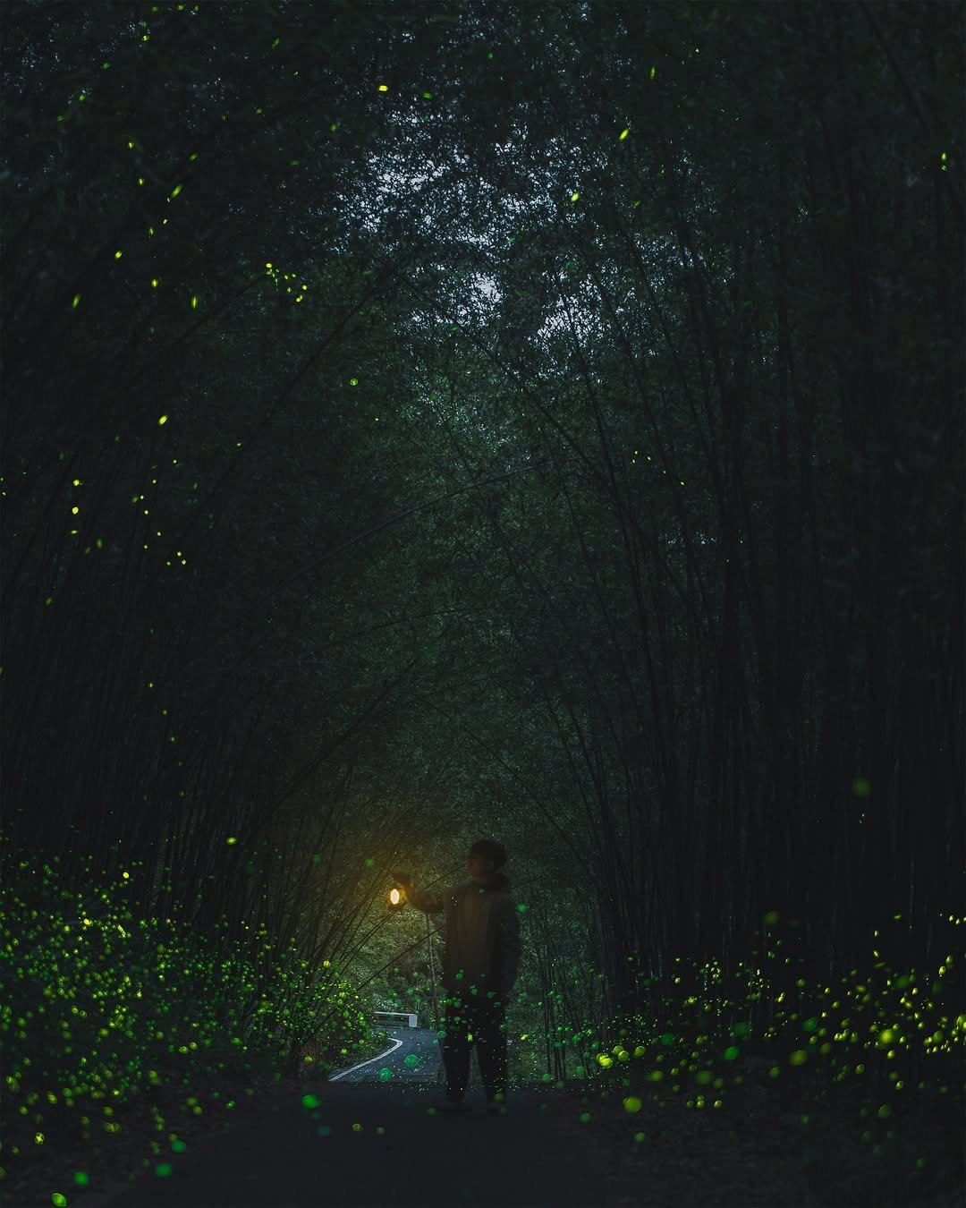 螢火蟲在竹林間織出一片流光閃爍的光芒為夜色添上一抹魔法從鐵道換個場景到竹林 ( 好美！)小叮嚀：賞螢時不可以點燈喔！照片為實際拍攝...