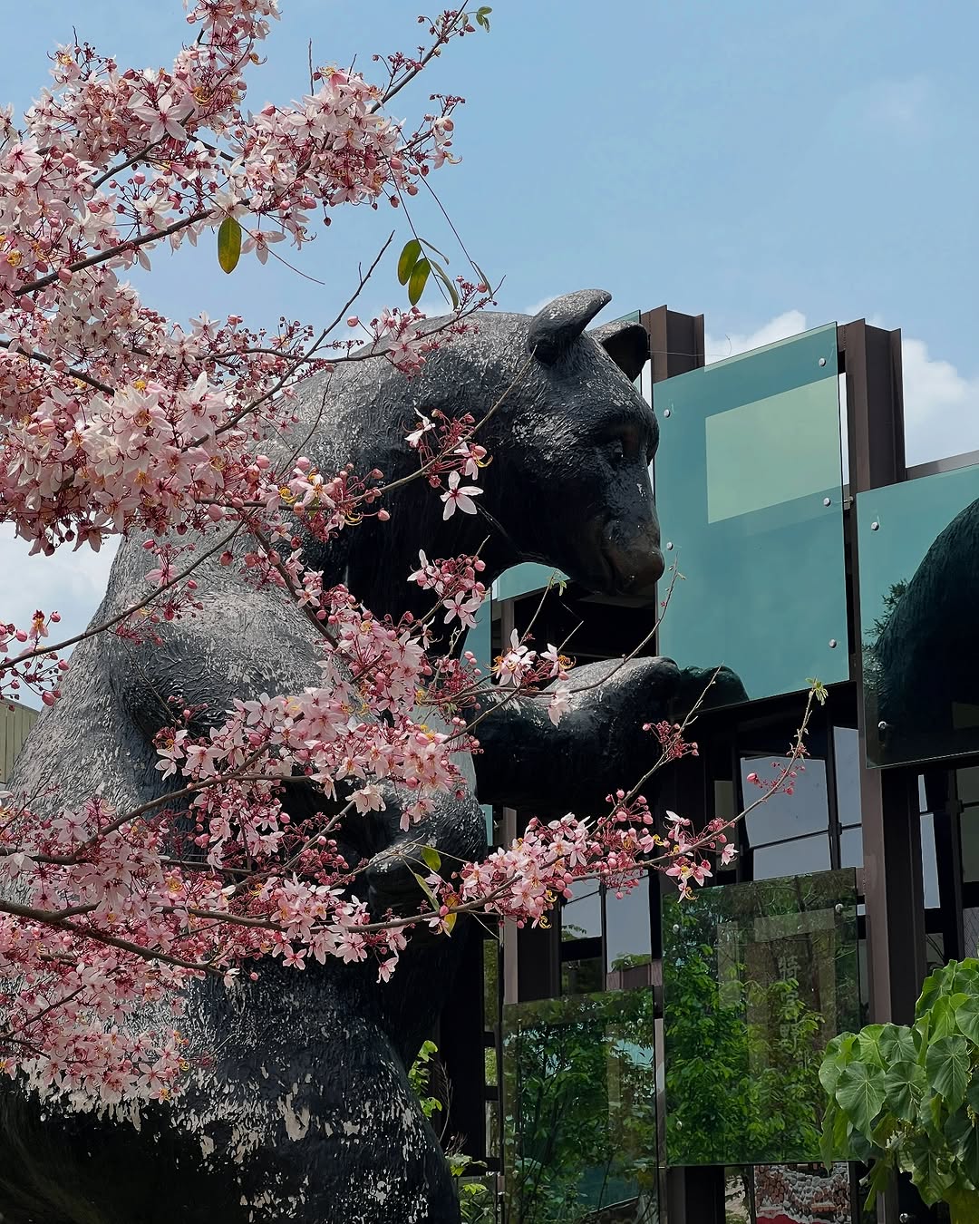熊比花嬌可愛的喔熊跟粉嫩的花旗木同框走進鄒族逐鹿文創園區，映入眼簾就是這個畫面，立刻捕捉位在阿里山公路的路口，很適合安排在行程的第...
