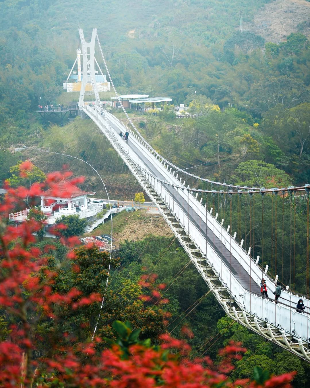 太平雲梯一座不能走回頭路的橋(咦~)，盡情飽覽橋上的360度風景，接著走去雲之南道，別錯過這片茶園囉，超級適合拍照的感謝 @lou...