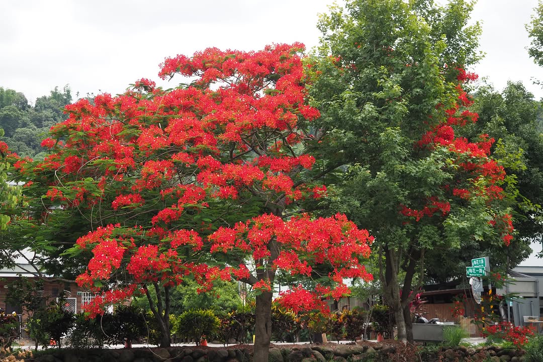 鳳凰花開，悄悄染紅了山路的風景線意味著充滿希望與離別氛圍的畢業季來臨帶著各自的理想勇往直前吧！熱情如火的色彩在阿里山公路綻放‼️一...