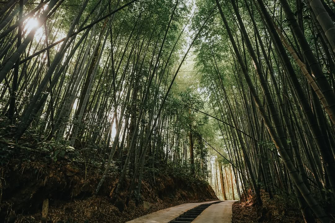 竹影搖曳，陽光靜靜灑落步道，在珍愛步道的每一步，都是與自然的柔和對話。 嘉義梅山・瑞峰珍愛步道（1314觀景台旁）-#alisha...