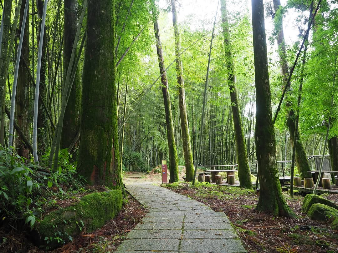 阿里山四季茶旅 仲夏森韻・夏季茶會在盛夏的午後，走進森林的懷抱～周末來一場融合生態導覽與茶席體驗的感官小旅行！✓ 品茗茶香 / ...