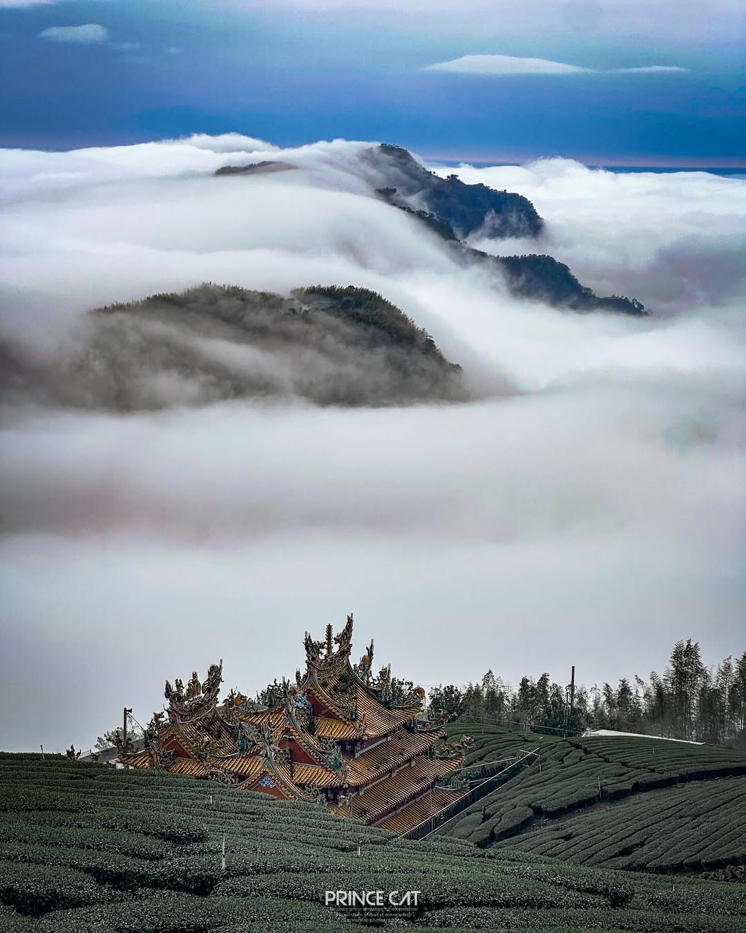 等待適合上山的時候，我們先線上看美景，是不是有點懷念雲浪滔滔的阿里山呢推薦大家在清晨時，可以看看生力農場即時影像，說不定會發現天氣...