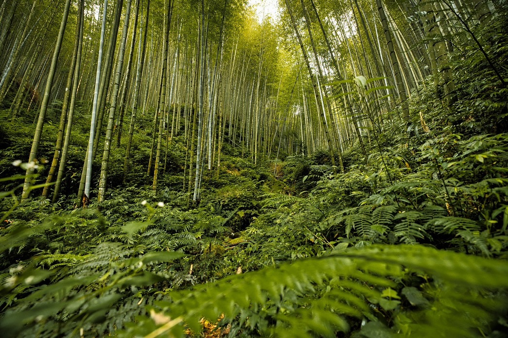這個秋天，不去人擠人的打卡景點！ 跟著《裏山。秋行》｜大草嶺秋日限定遊程 .ᐟ.ᐟ.ᐟ走進草嶺．樟湖．石壁，解鎖只有山知道的秋日旅...