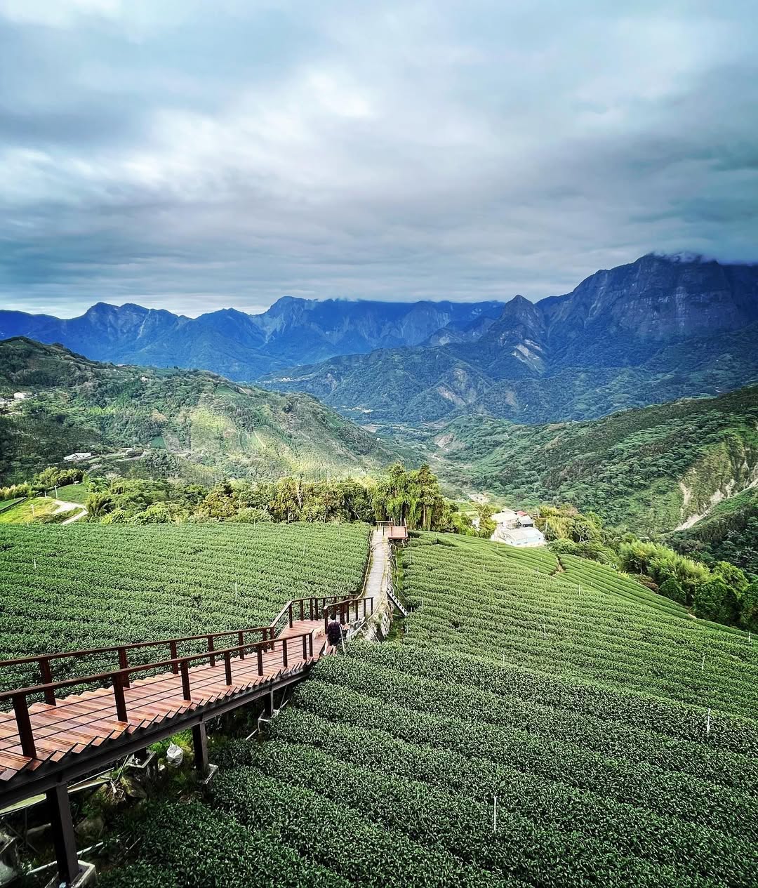 巃仔尾步道你知道這裡離 #奮起湖 很近嗎？步道兩旁是整齊延伸的茶園眼前是綿延的綠色群山還有一棵櫻花樹在花季時獨自美麗櫻花季時不要錯...