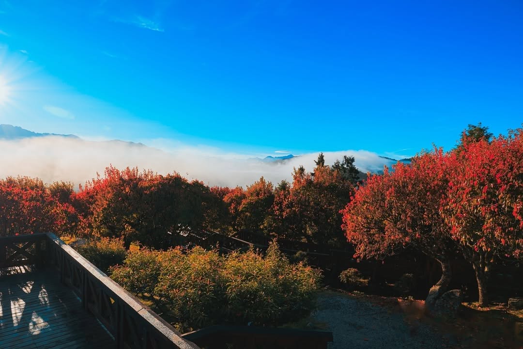 小笠原山觀景台雲海翻騰、紅葉點綴光線灑下，山巒、雲霧和紅葉交織成一幅畫☁️靜靜地站在這裡，會覺得時間好像慢了一拍感謝 @cash_...