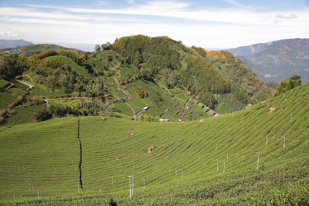 太和大風埕觀日峰心中隱藏版的景點！走油車寮步道，部分路段是產業道路，一走到大風埕觀日峰（1420觀景台），一望無際的茶園與群山，真...