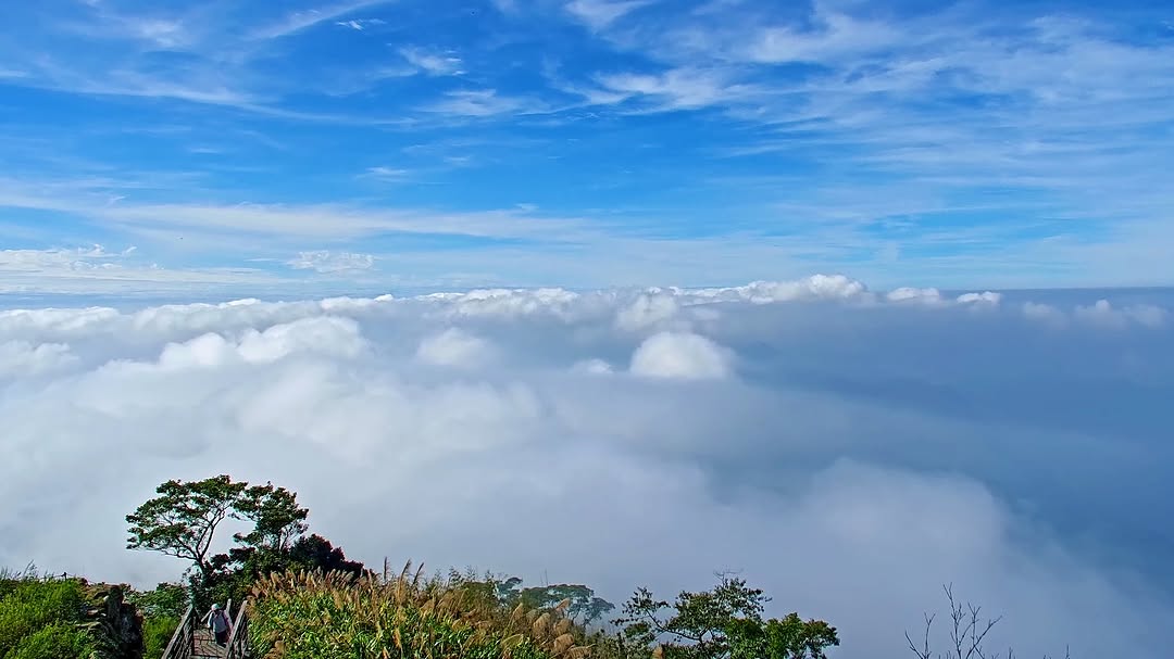 有大片雲海做為走步道的背景～☁️☁️是不是太幸福啦～～～大家有發現即時影像拍的這個角度嗎？－#二延平步道 #雲海 #阿里山步道 #...