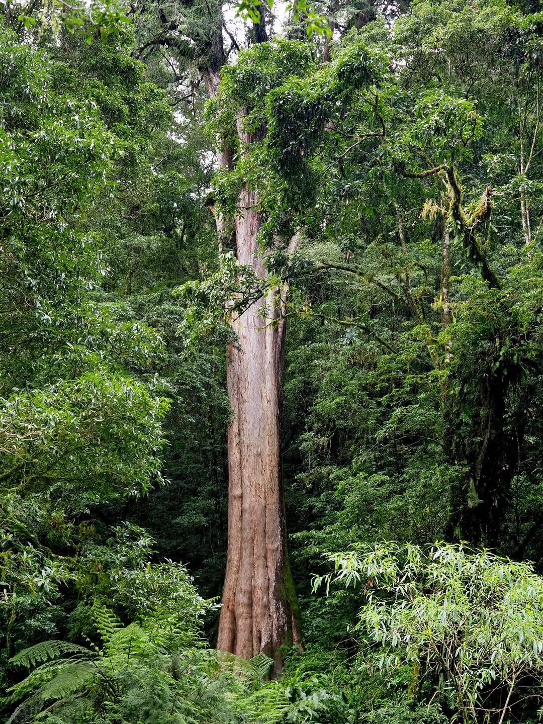 嗶嗶！警告！前方美景太犯規！隱藏版的紅檜巨木群▸▸〚特富野noyoca巨木群〛根本是電影裡才會出現的場景是時候放慢腳步，走進阿里山...