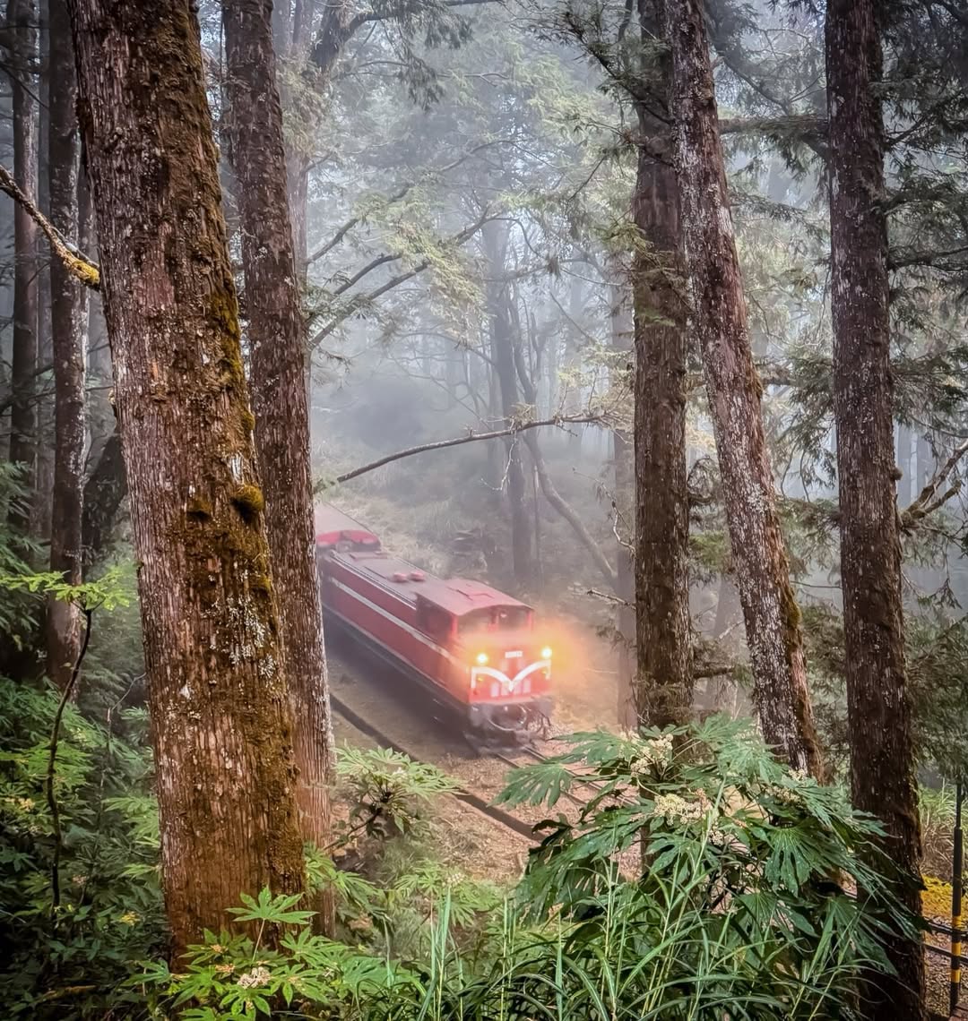捕捉屬於你的阿里山新印象除了櫻花季的粉色浪漫 也別忘了森林裡這抹經典的紅❤️阿里山的雲霧就是天然濾鏡每個快門瞬間，都是獨一無二的風...