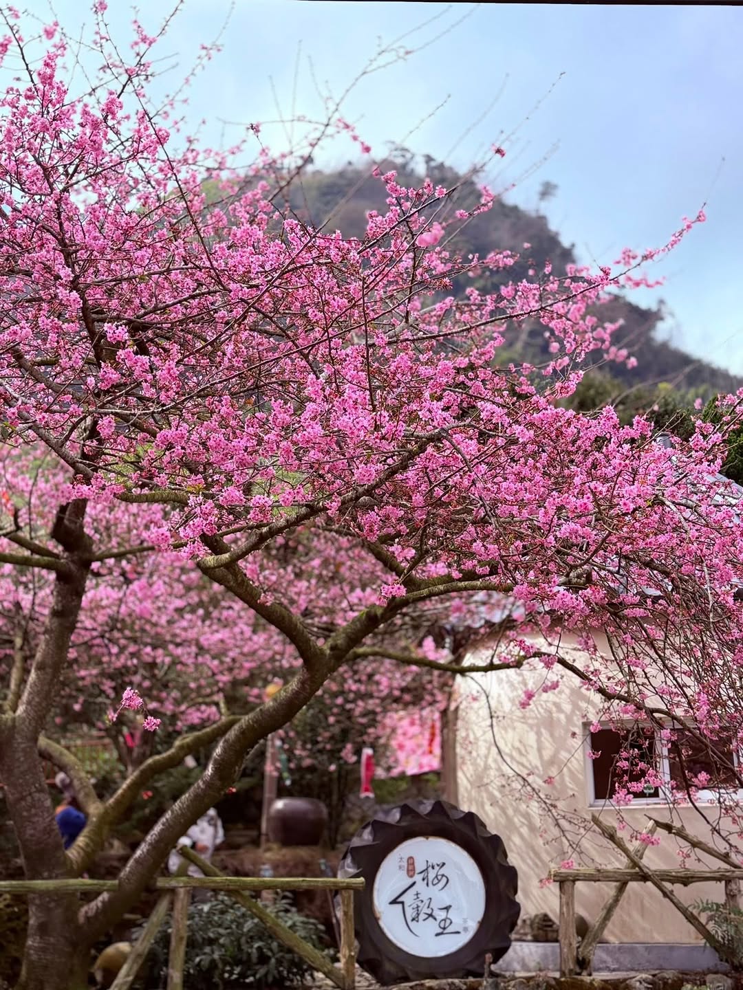 終於等到 .ᐟ.ᐟ 櫻穀王、櫻后、櫻貴妃，一次收集！ 太和樟樹湖的櫻王即將進入滿開期，後方古厝的櫻后也正優雅綻放中～有時間就出發去...