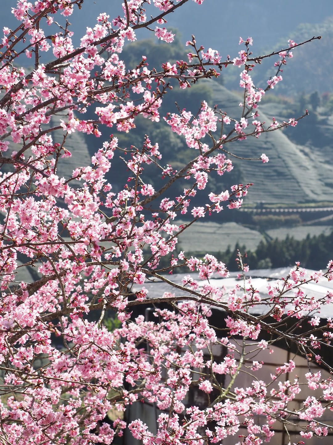 追花模式預備！你準備好上山探路了嗎？ 時間過得好快，感覺尚未收起賞楓的外套轉眼間又回到了這個令人心動的原點——我們又要開始追櫻花...